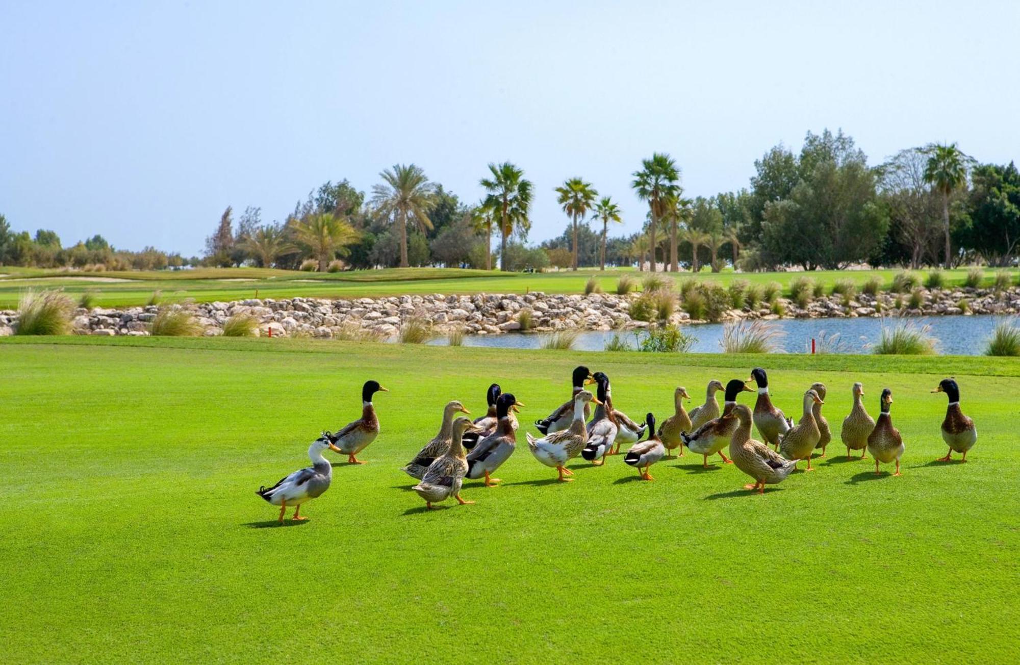 Velero Hotel Doha Lusail Esterno foto Ducks at the golf course